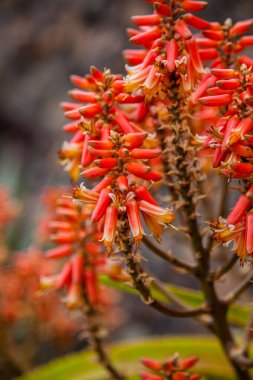 Lanzarote Jardin de kaktüs