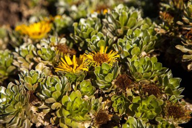 Lanzarote Jardin de kaktüs