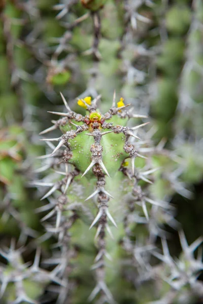 Lanzarote Jardin Cactus — Stock Photo, Image