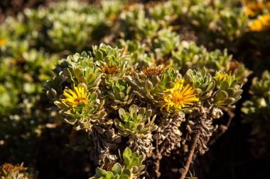 Lanzarote Jardin de kaktüs