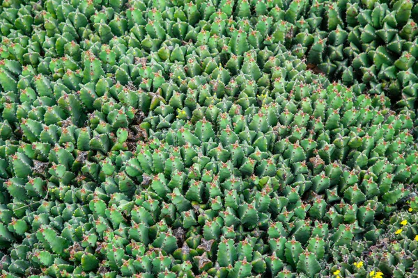 Lanzarote Jardin Cactus — Φωτογραφία Αρχείου