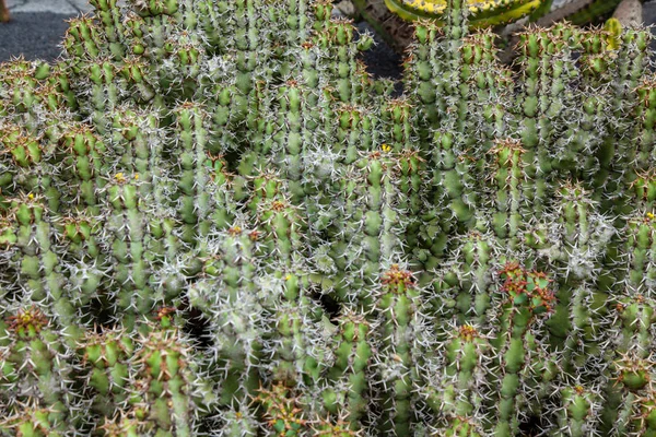 Lanzarote Jardin Cactus — Foto Stock