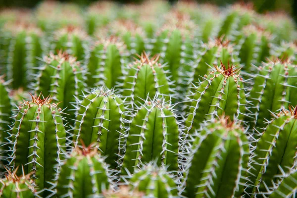 Lanzarote Jardin Cactus — Φωτογραφία Αρχείου