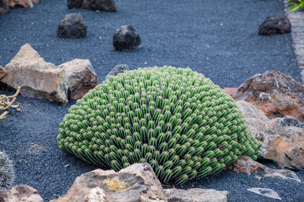 Lanzarote Jardin Cactus — Foto Stock