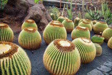 Lanzarote Jardin de kaktüs