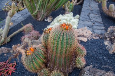 Lanzarote Jardin de kaktüs