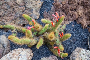 Lanzarote Jardin de kaktüs