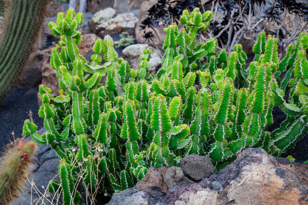 Lanzarote Kaktusgarten — Stockfoto