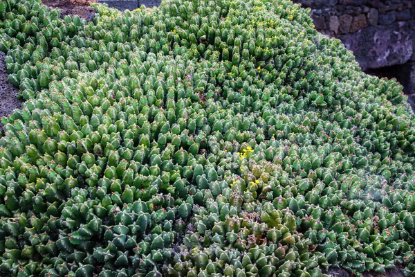Lanzarote Jardin Cactus — Stockfoto