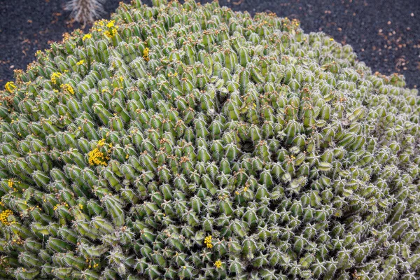 Lanzarote Jardin Cactus — Foto Stock