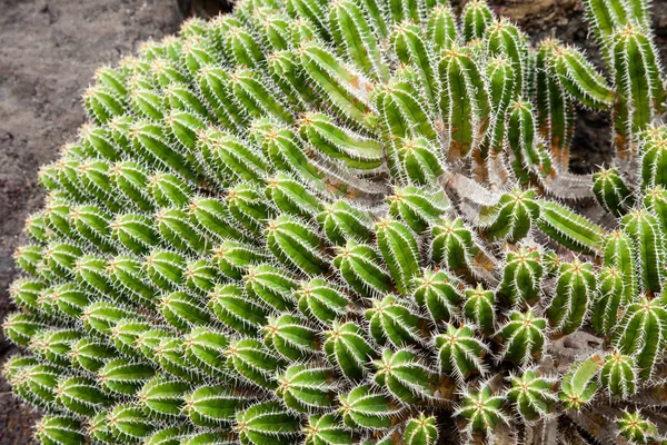Lanzarote Jardin Cactus — Foto Stock