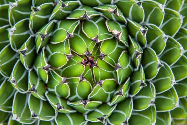 Lanzarote Jardin de kaktüs