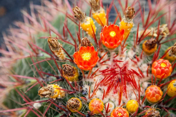 Lanzarote Jardin Cactus — Φωτογραφία Αρχείου