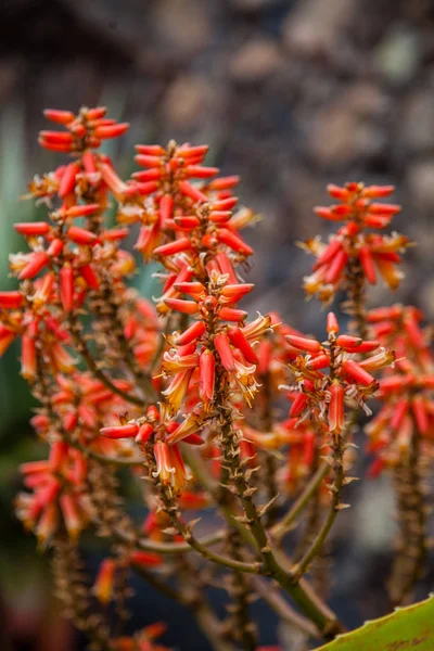 Lanzarote Jardin Cactus — Stock Photo, Image