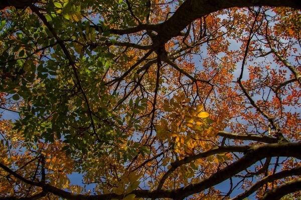 Outono Forrest — Fotografia de Stock