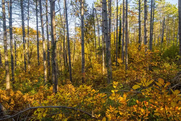 Outono Forrest — Fotografia de Stock