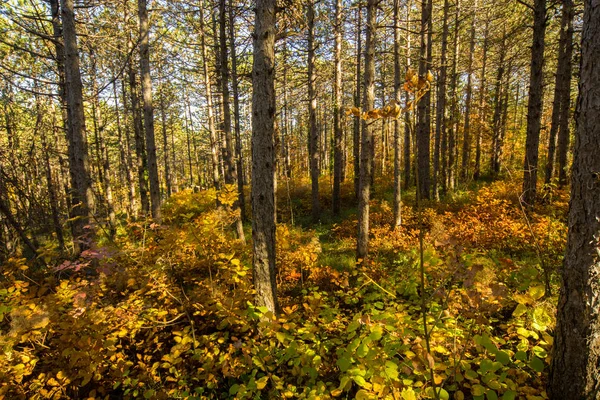 Φθινόπωρο Στο Δάσος — Φωτογραφία Αρχείου