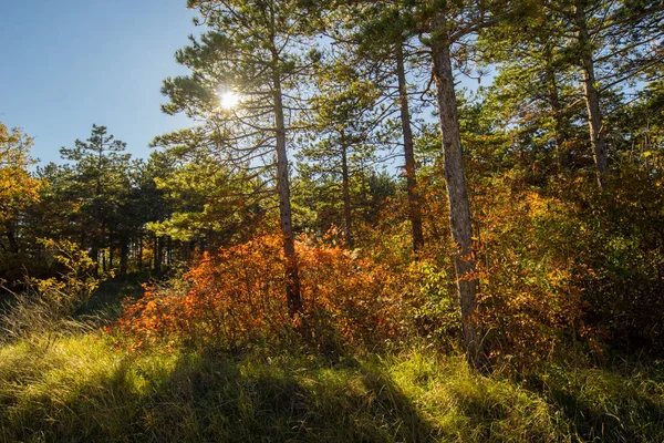 Outono Forrest — Fotografia de Stock