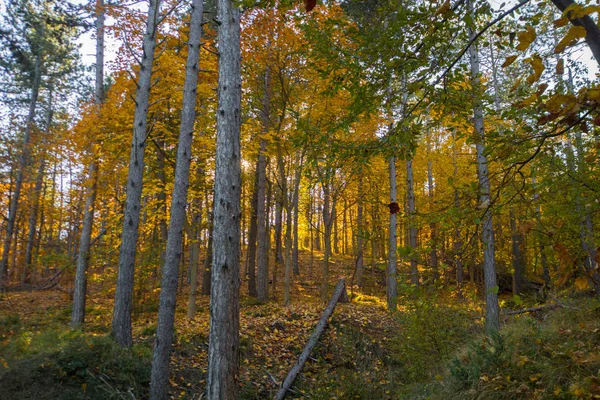 Autunno Nel Bosco — Foto Stock