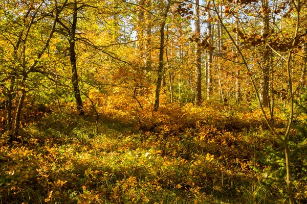 Outono Forrest — Fotografia de Stock