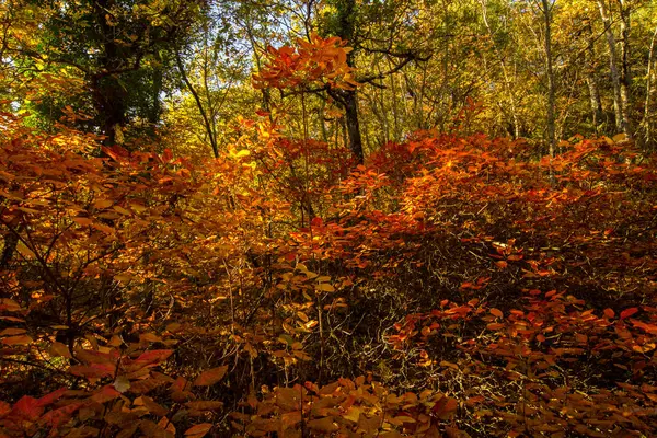 Φθινόπωρο Στο Δάσος — Φωτογραφία Αρχείου