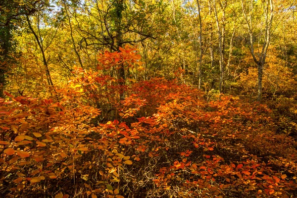 Outono Forrest — Fotografia de Stock