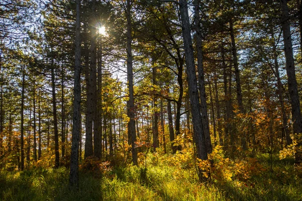 Outono Forrest — Fotografia de Stock