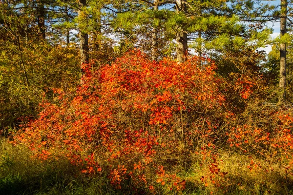 Outono Forrest — Fotografia de Stock