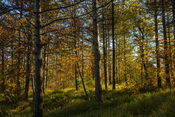 Осень Лесу — стоковое фото