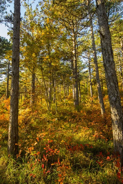 Outono Forrest — Fotografia de Stock