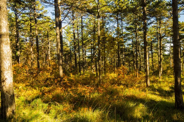 Herbst Wald — Stockfoto