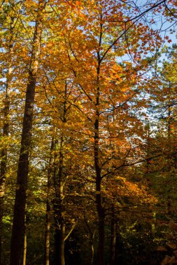 sonbaharda forrest