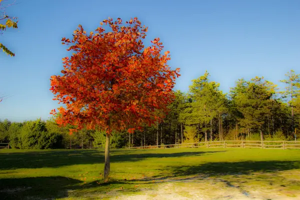 Outono Forrest — Fotografia de Stock