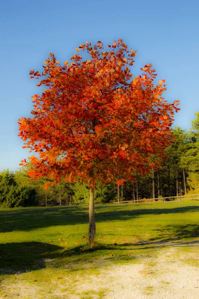 Herbst Wald — Stockfoto