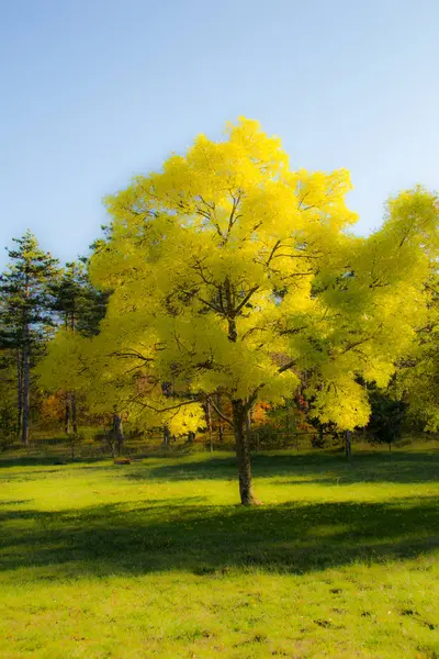 Herbst Wald — Stockfoto