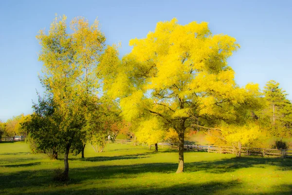 Herbst Wald — Stockfoto