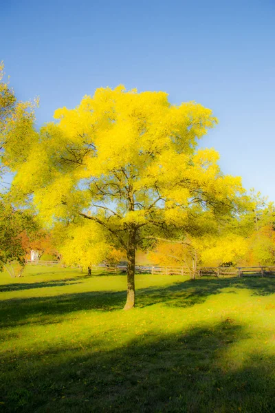 Outono Forrest — Fotografia de Stock