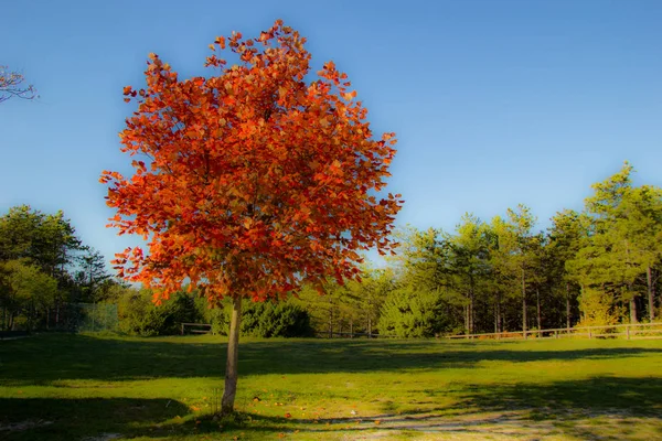 Осень Лесу — стоковое фото