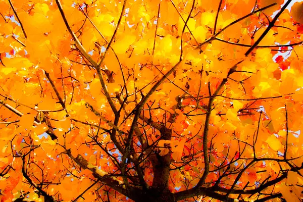 Autumn Forrest — Stock Photo, Image