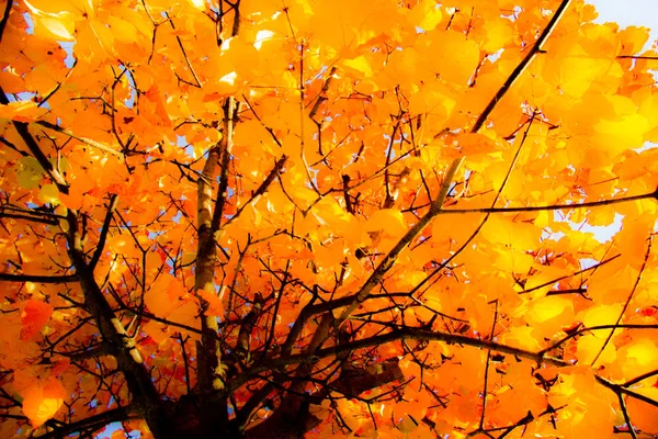 Automne Dans Forêt — Photo