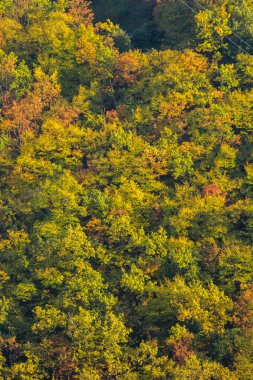 sonbaharda forrest