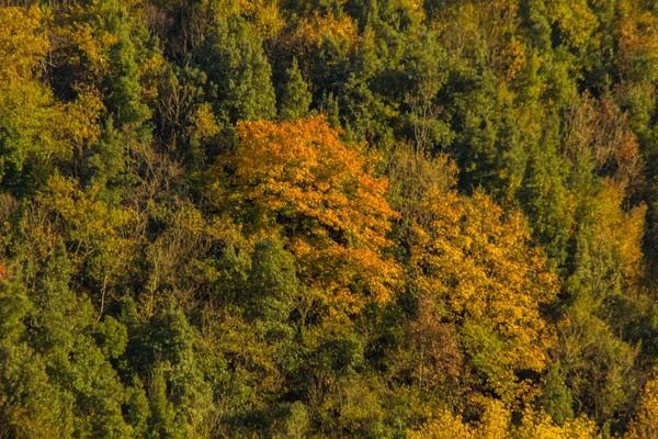 Sonbaharda Forrest Telifsiz Stok Imajlar