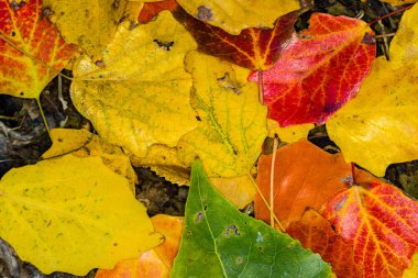 Sonbahar renkleri ile Flora