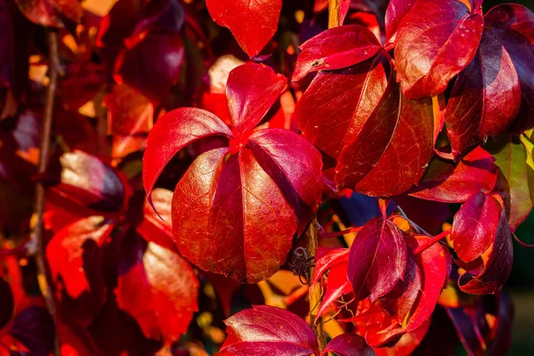 Flora Mit Herbstlichen Farben — Stockfoto