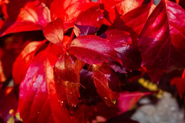 Flora Mit Herbstlichen Farben — Stockfoto