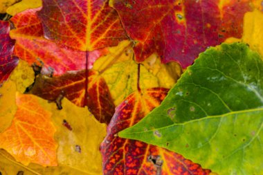 Sonbahar renkleri ile Flora