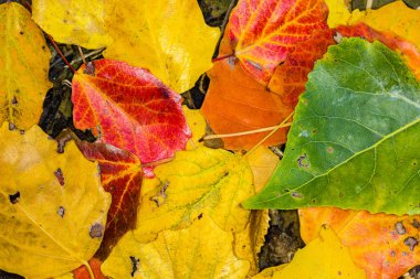 Sonbahar renkleri ile Flora