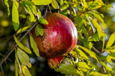 Sonbahar renkleri ile Flora