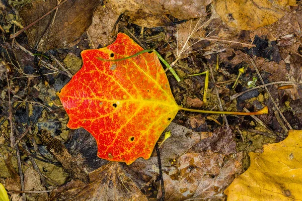 Flore Aux Couleurs Automnales — Photo