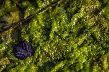 arka plan Yeşil alg